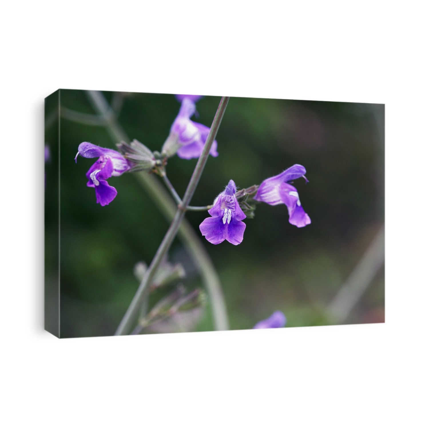 Sage (Salvia candelabrum) in flower.