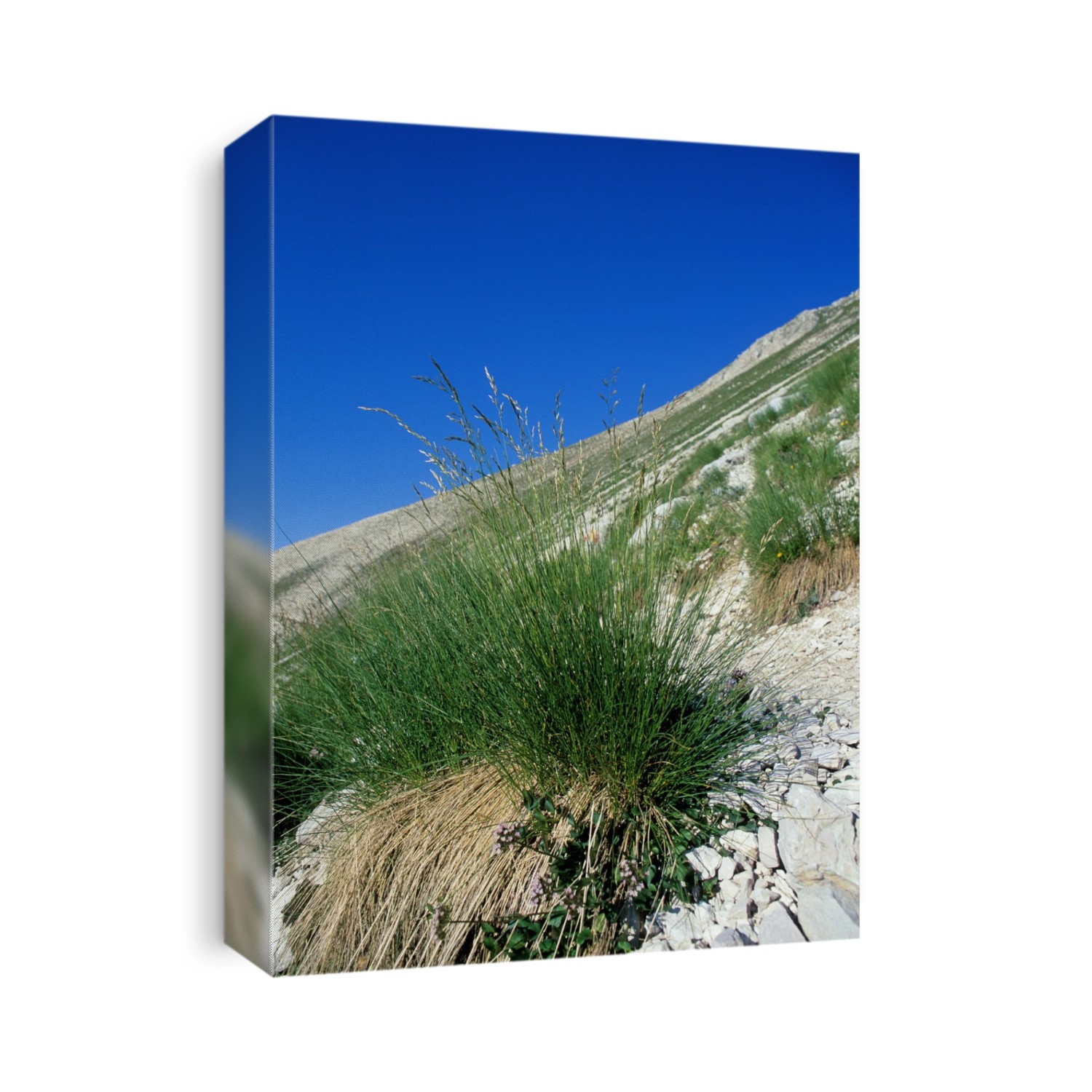 Fescue (Festuca dimorpha), on a mountainside. Photographed in Gran Sasso National Park, Abruzzo, Italy.