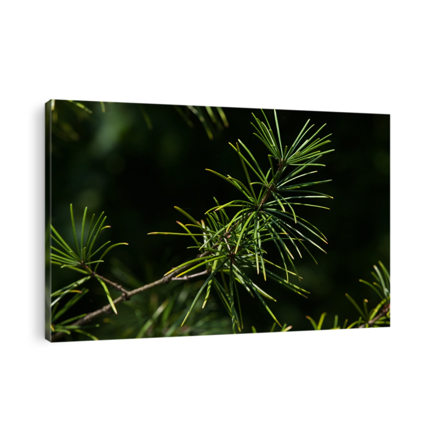 Japanese umbrella pine (Sciadopitys verticillata), also known as the koyamaki. Conifer plant.
