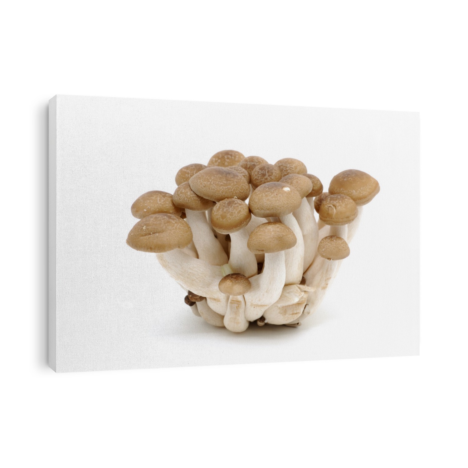 Japanese mushrooms (Bunashimeji) in isolated white background