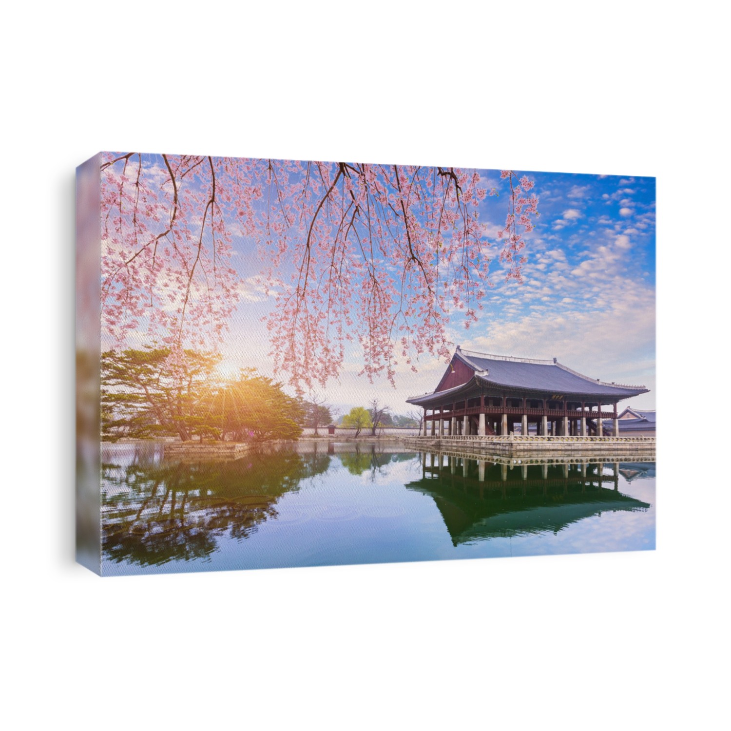 gyeongbokgung palace with cherry blossom tree in spring time in seoul city of korea, south korea.