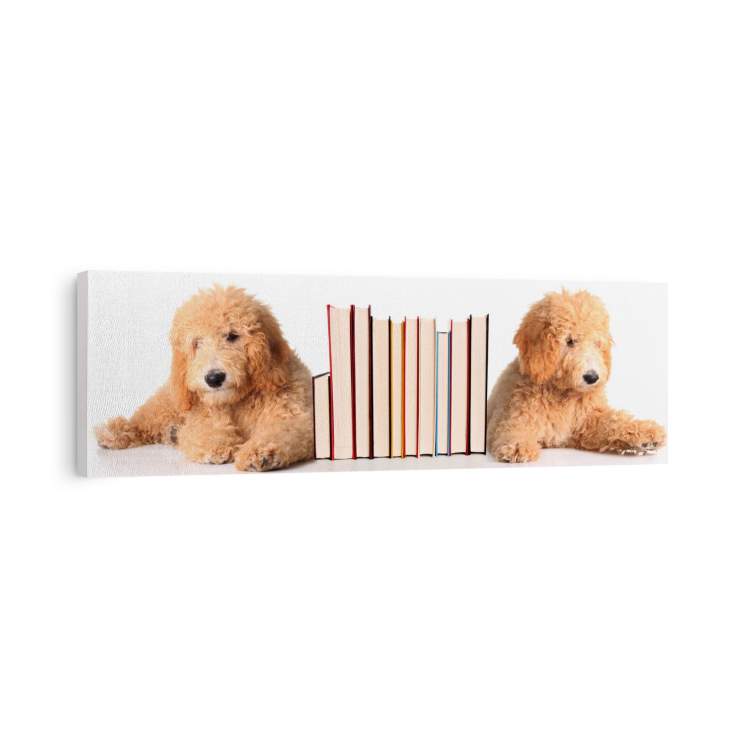 Two golden doodle puppies as bookends.