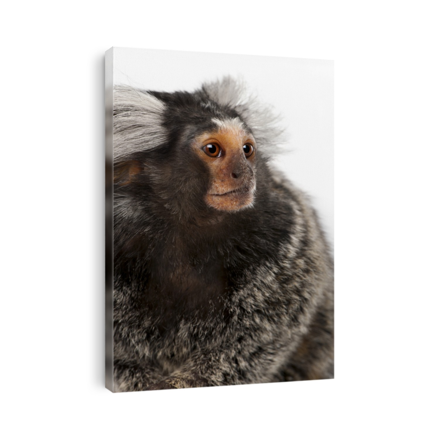 Common Marmoset, Callithrix jacchus, 2 years old, in front of white background
