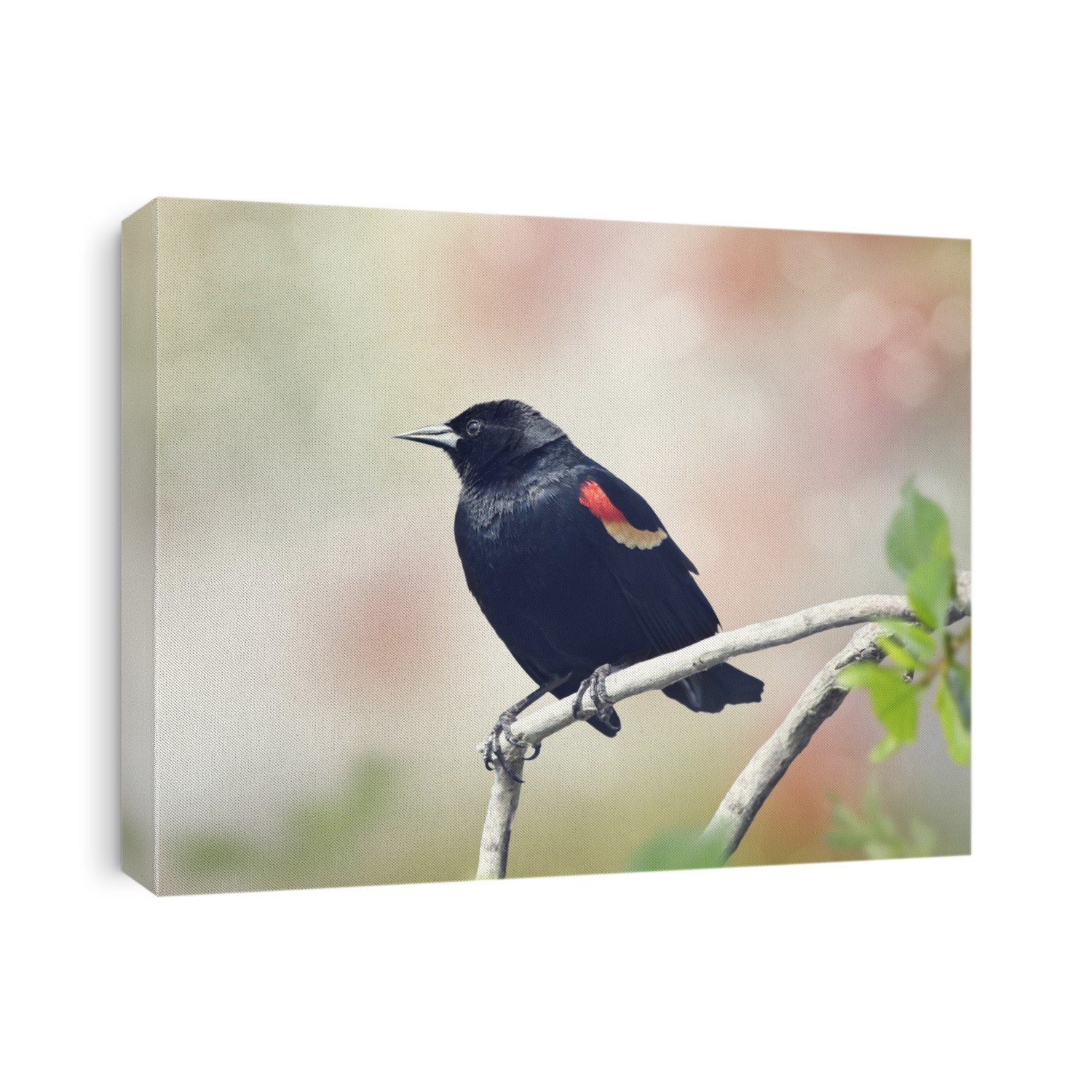 Red-Winged Blackbird on a branch