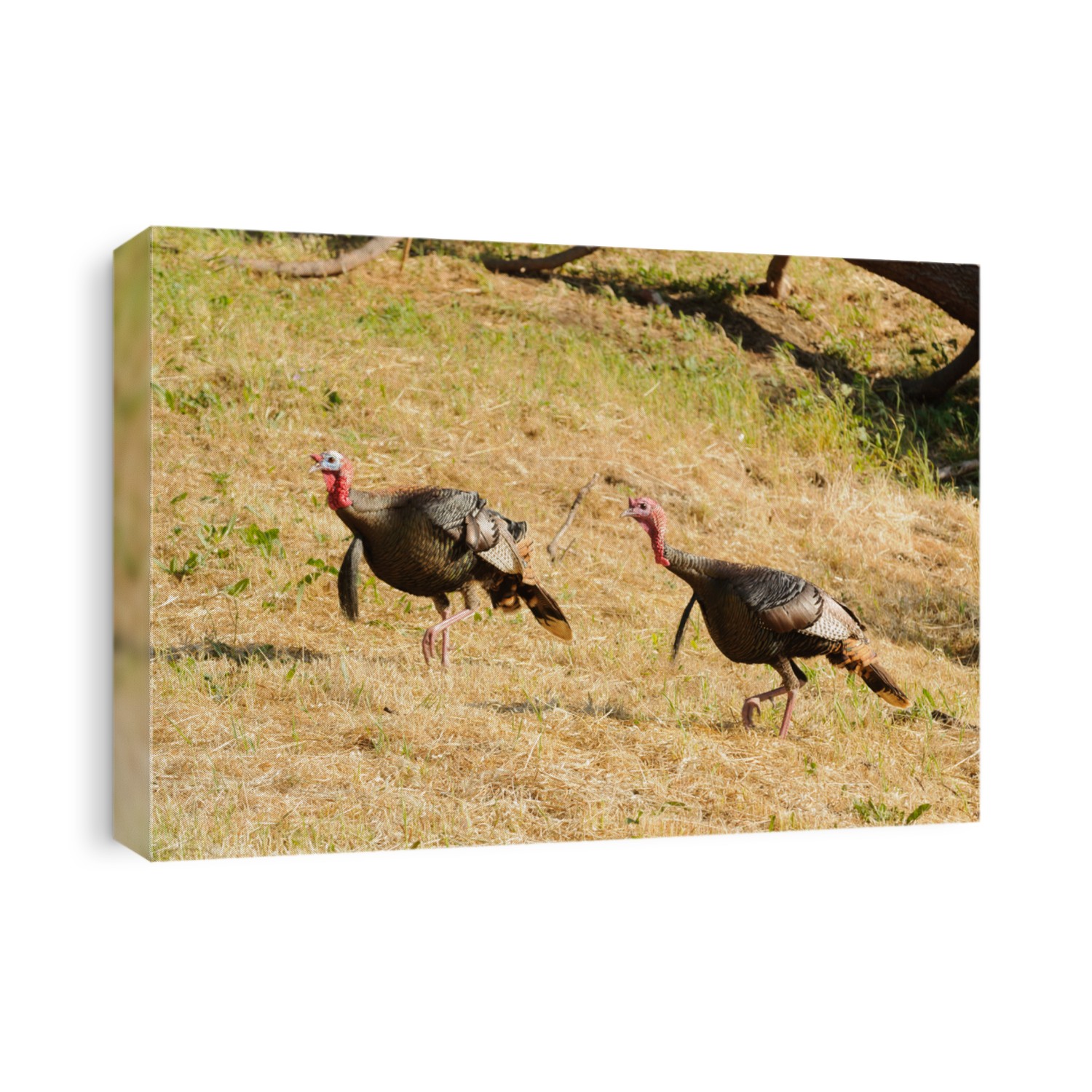 Pair of male Wild turkey's (Meleagris gallopavo),)