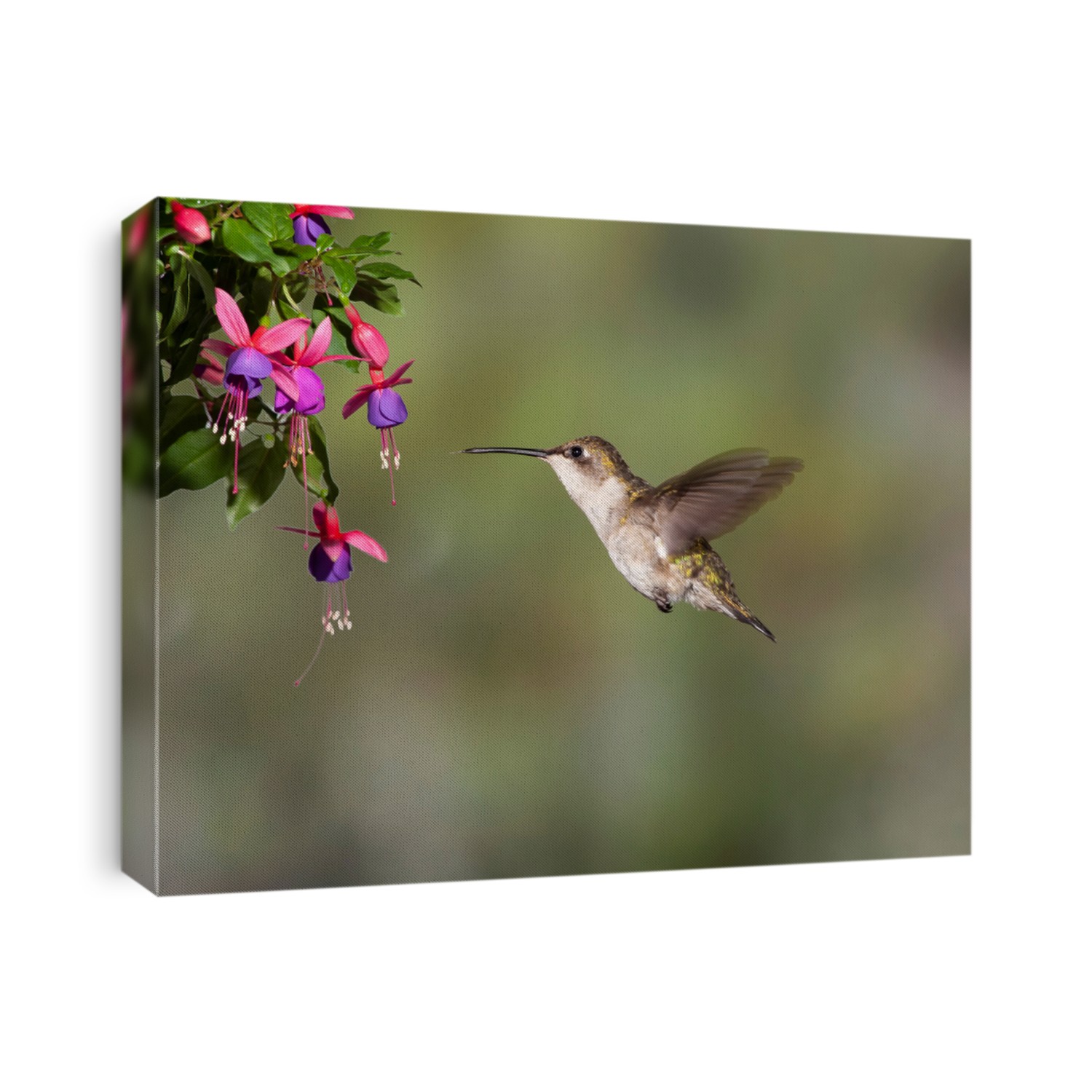 Female Ruby-throated Hummingbird Hovering at Fuschia Plant