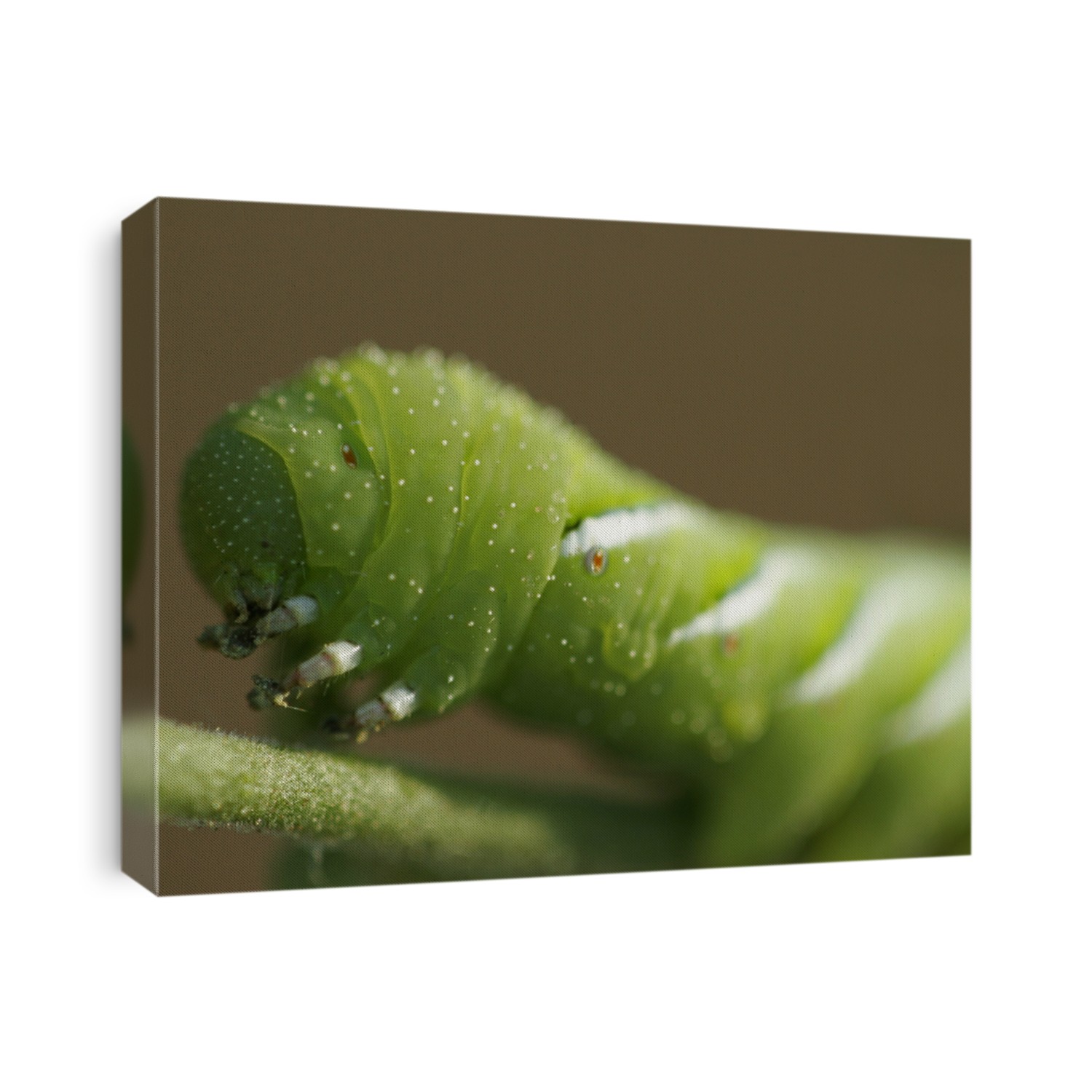 Manduca Quinquemaculata (Tomato Hornworm) closeup