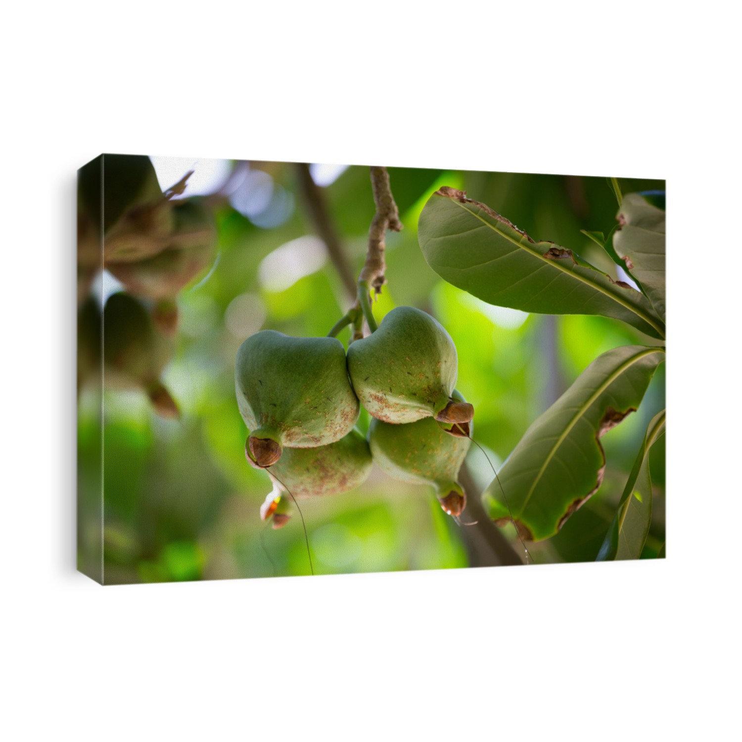 Fruits Barringtonia, Barringtonia asiatica also known as BOTONG or Sea Poison Tree